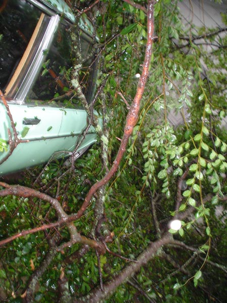 limb
