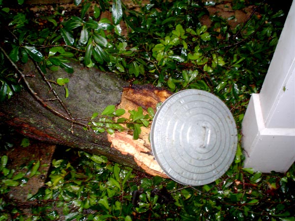 limb size